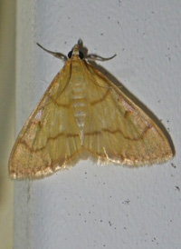 Northern Helvibotys Northern Helvibotys